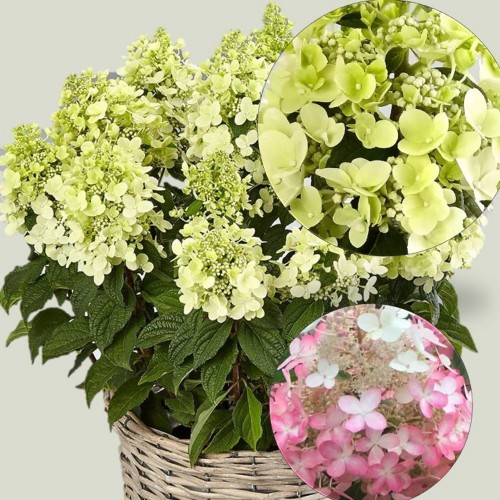 Hydrangea paniculata 'Panzola' - Aedhortensia 'Panzola' C2/2L